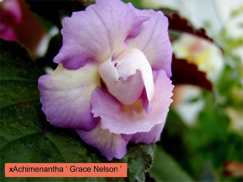 Grace Nelson.jpg