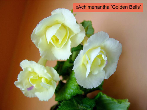 Golden Bells.jpg