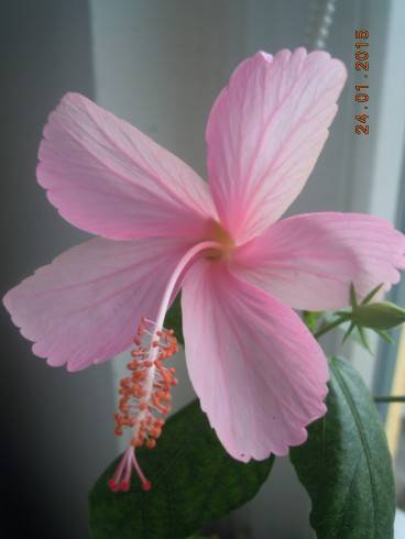 DSCN5141.JPG