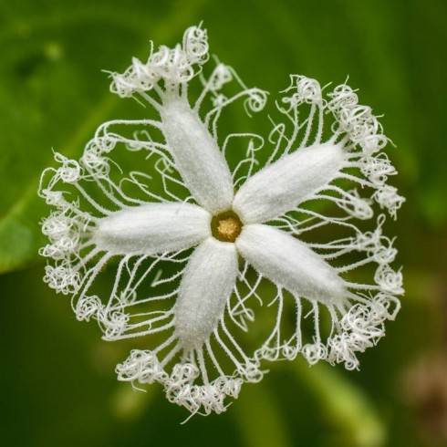Trichosanthes cucumerina.jpg