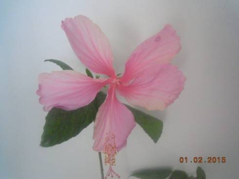 DSCN5532.JPG