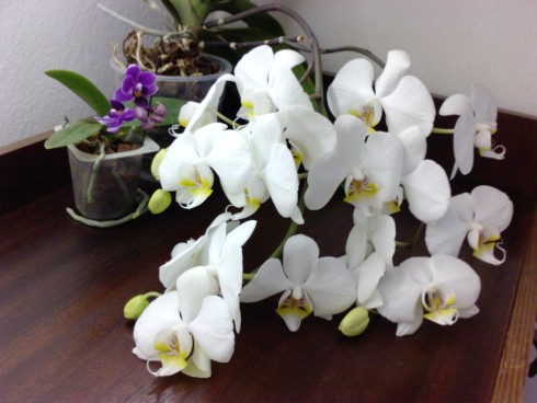 Phalaenopsis b a m.jpg