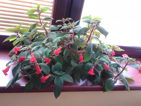 2013-05-27 13.31.16.jpg