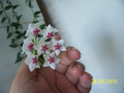 zahrada 002.jpg