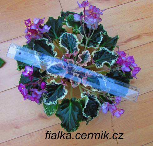 Wild Irish Rose.jpg