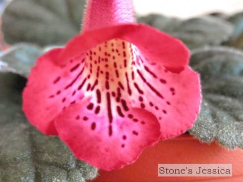 Stone's Jessica.jpg