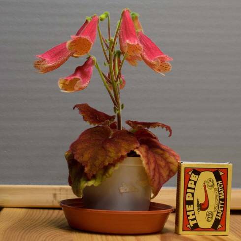 xAch. Northwood's Sunburst x sm. Vivian's Gift.jpg
