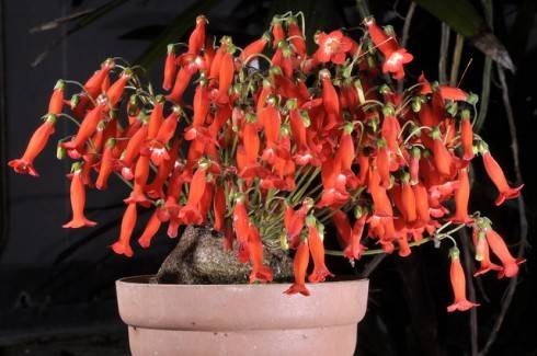 Sinningia helioana.jpg
