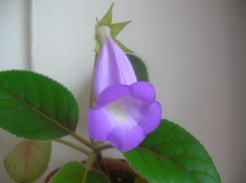 Sinningia speciosa Brasilia.jpg