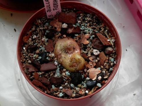 Sinningia bullata.jpg