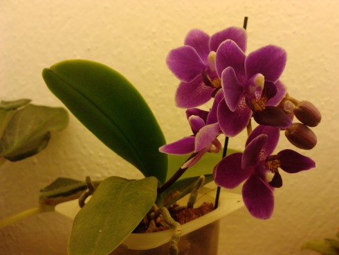 mini phal.jpg