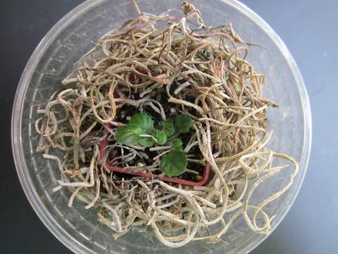 Sinningia concinna.jpg