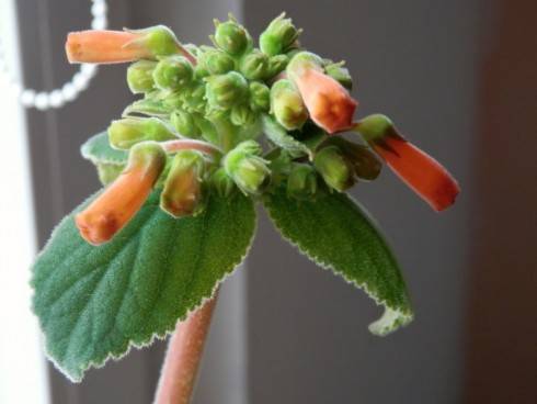 Sinningia insularis.jpg
