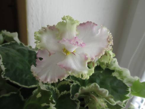 Buckeye Irish Lace.jpg
