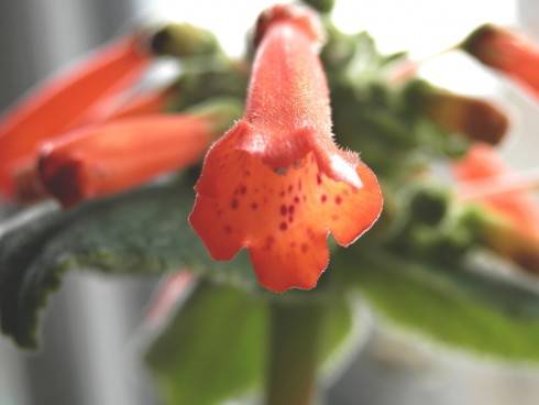 Sinningia insularis.jpg