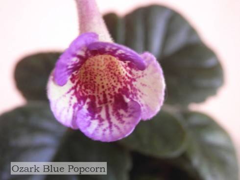 Ozark Blue Popcorn.jpg