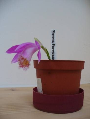 Pleione II.JPG
