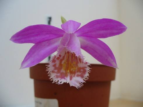 Pleione.JPG