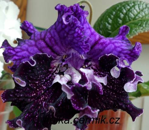 Tygrys.jpg