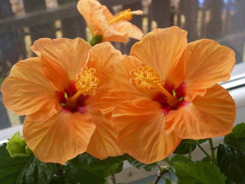PICT0092.JPG