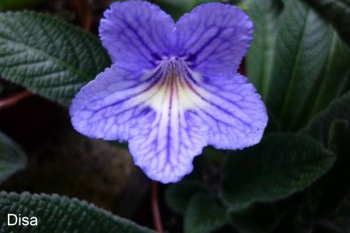Disa.jpg