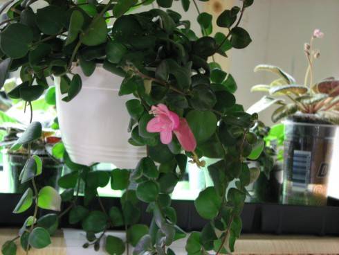 Thai Pink.jpg
