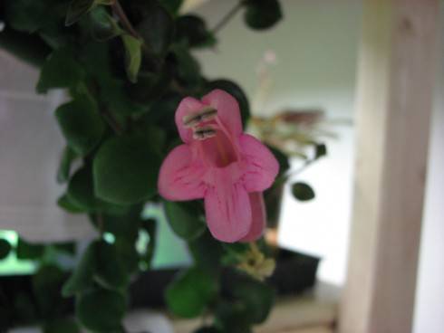 Thai Pink.jpg