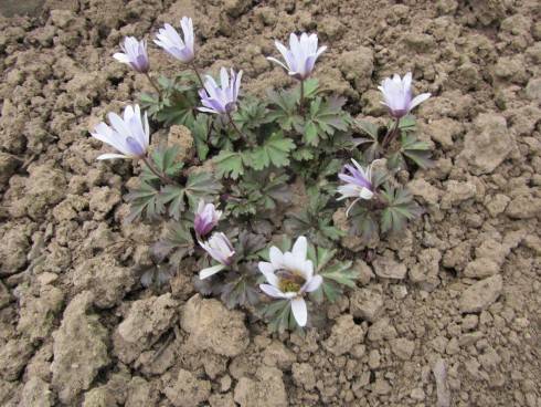 IMG_2638.JPG