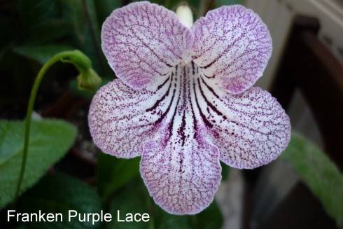 Franken Purple Lace.jpg