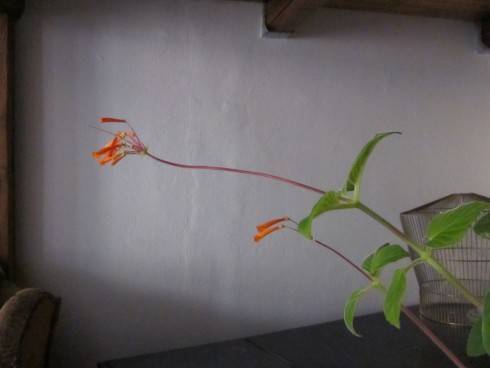 Sinningia insularis.jpg
