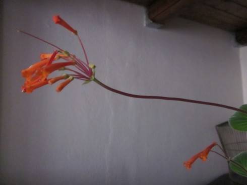 Sinningia insularis.jpg