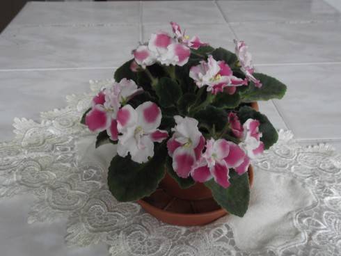 DSCF1711.JPG