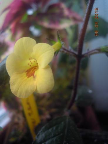 Yellow  Beauty.jpg