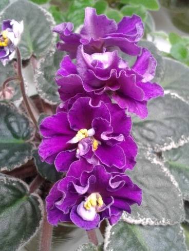 Flora Queen.jpg