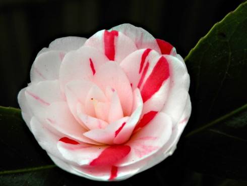 cam.variegata.jpg