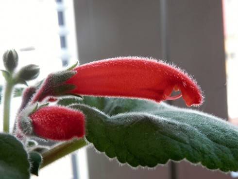 Sinningia cardinalis.jpg