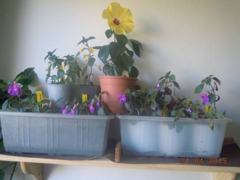 DSCN8252.JPG