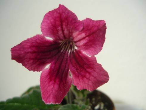 Bristol's Pomegranite.jpg