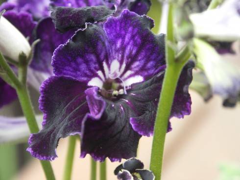 Samba.jpg