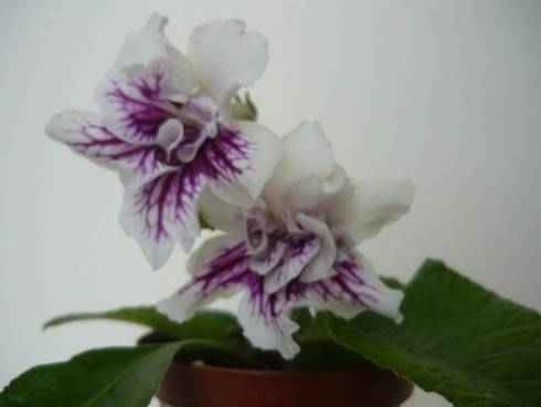 DS-Khoroshee Nastroenie.jpg