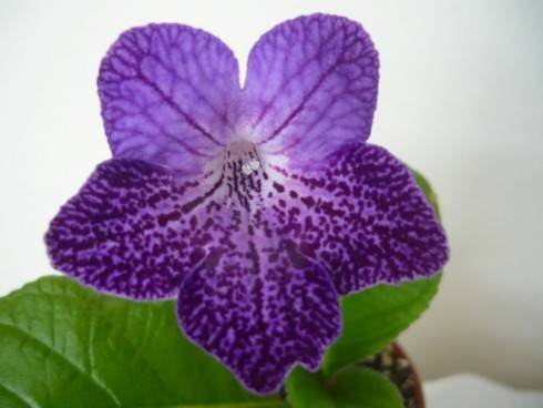 Shenandoah Sugarplum.jpg