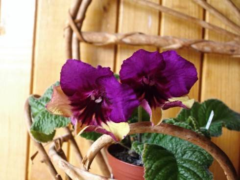 Harlequin Purple.jpg