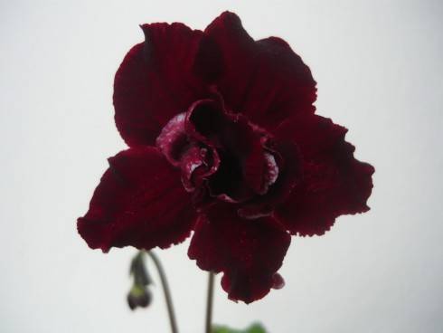 DS-Krovavaia Roza.jpg