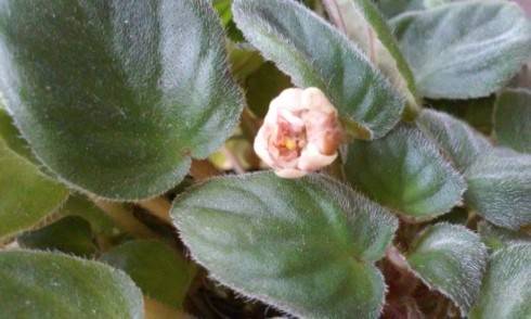 Pink Mint.jpg