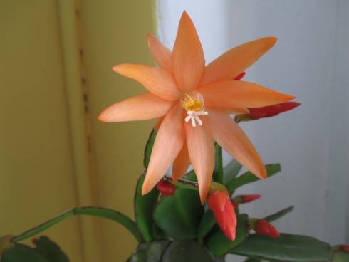 velorkakt 030420151.jpg