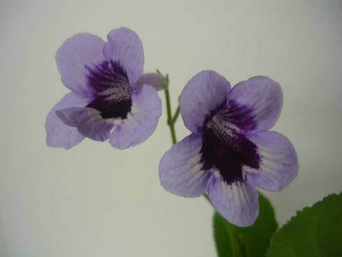 Heartland's Perfume.jpg
