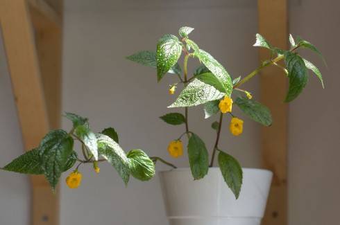 Achimenes flava.jpg