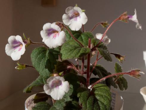 Achimenes misera.jpg