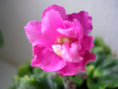 Rococo Rose.jpg