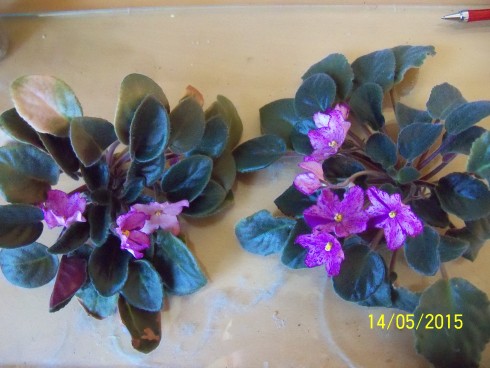 EK-Krokus Vesennii.jpg
